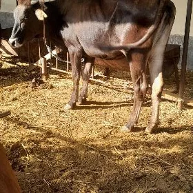 bir guzlan tüwe