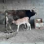 goleli sygyr
