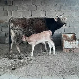 goleli sygyr