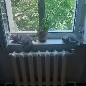 катята