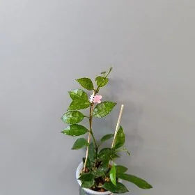 ХОЙЯ ЛАКУНОЗА ЭСКИМО