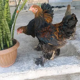 Brama towuk horaz juyje