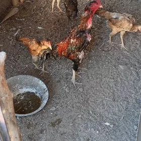 Paroda horaz