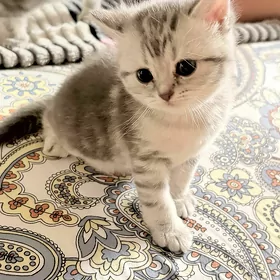 satlyk şatlan pişijekler