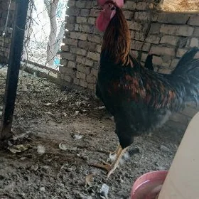 GIGANT HOROZ