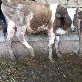 göle