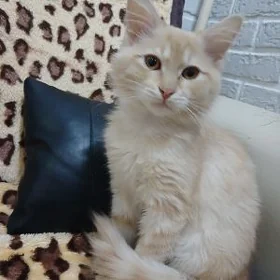 кошки