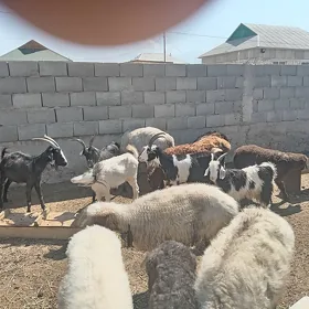Geçi goyun