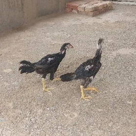 Taşkent