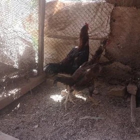 horaz