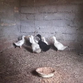гак гакы