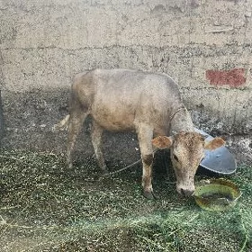 Tùwe