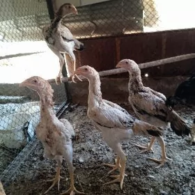 Taşgent Jüjeler..