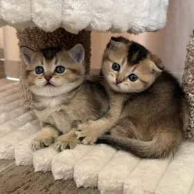 шотландские котята