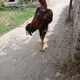 baysow horaz