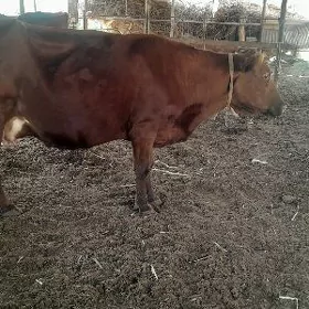 goleli sygyr