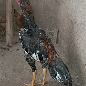 хораз