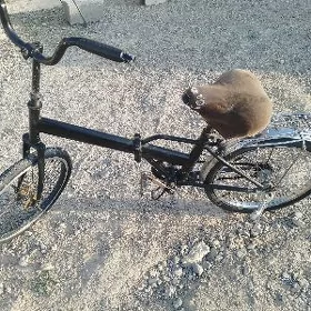 Kama 20 lik