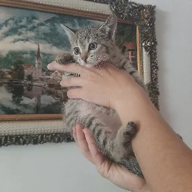 катенок