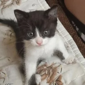 котенок мальчик