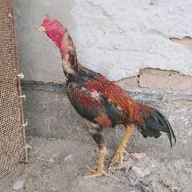 baysok horaz