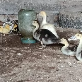 мускус