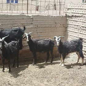 Geci