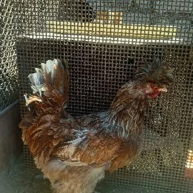 PARODA TOWUKLAR