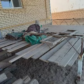 polluk agaçlar