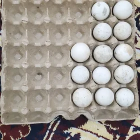 Ördek gak gak yumurtga