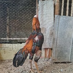 Taşkent horoz