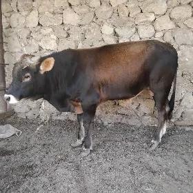 Öküz