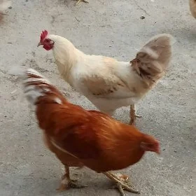 Horaz