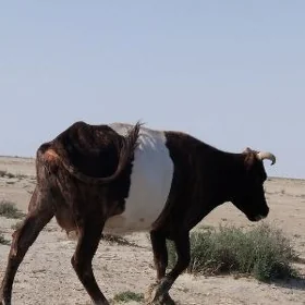 sygyr