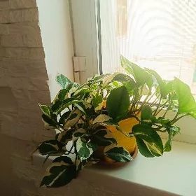 домашнее цветы