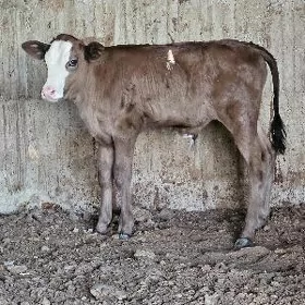 SİMENTAL GBRİT ÖKÜZ