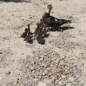 ındawutga