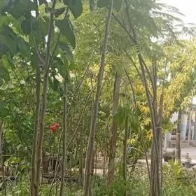 Şa tut