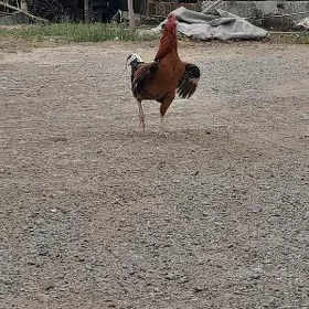 Horaz