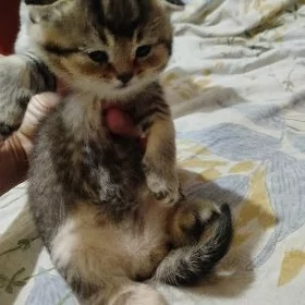 котёнок