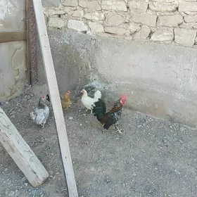 karlik