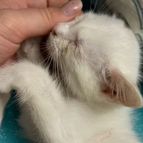 Котёнок