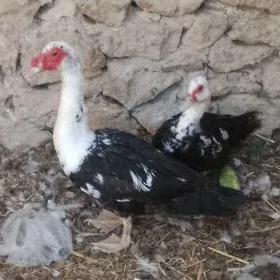 órdek