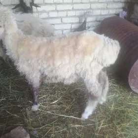 goc  yaşajyk