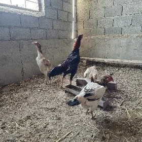 Taşgent