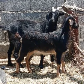 goyun geçi