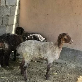 GOYUN  ŐWEÇ