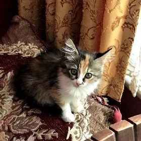 Котята