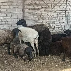 Гойунлар