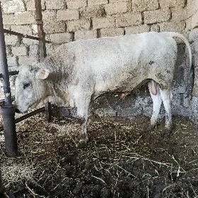 Baklan mal
